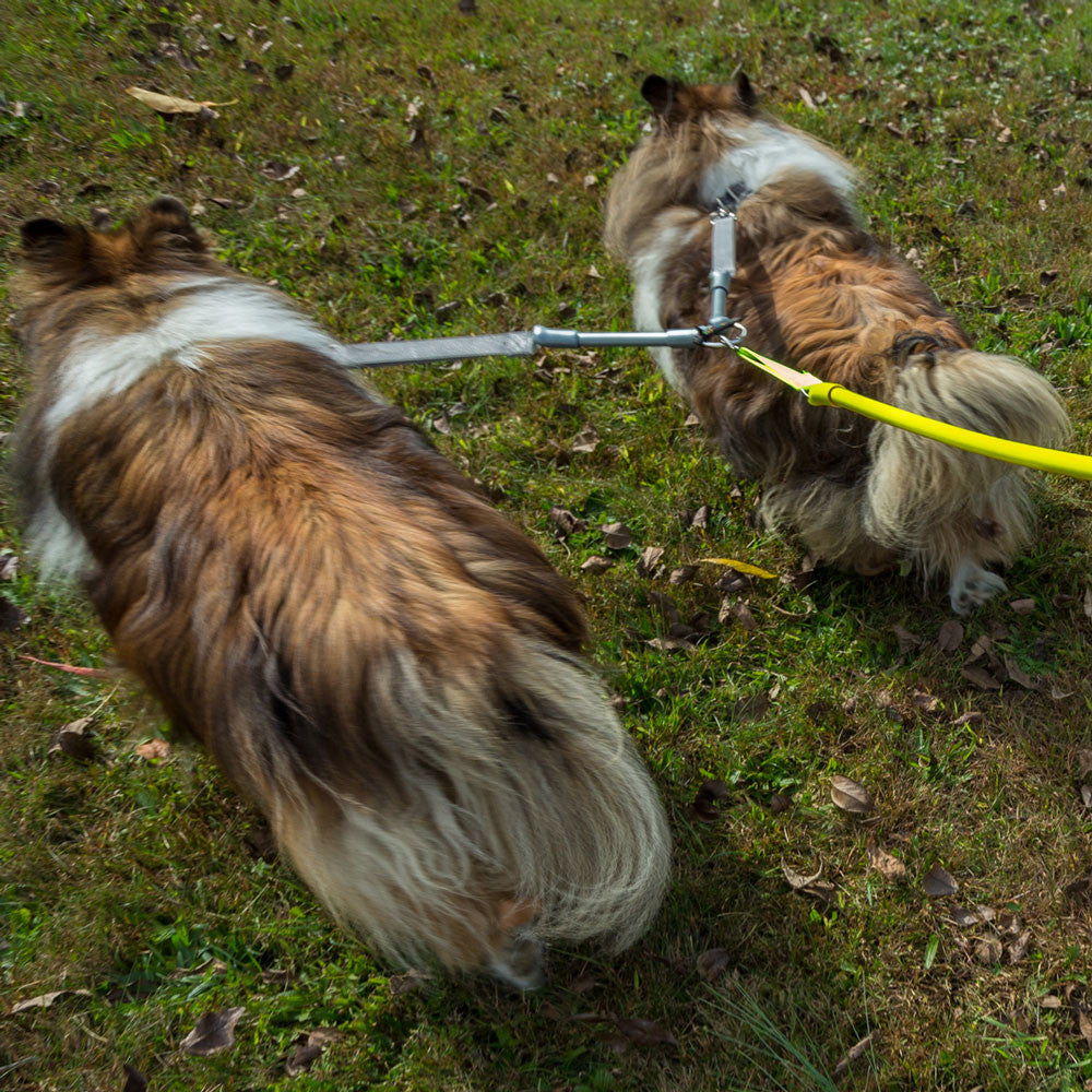 Two long-haired dogs walking side by side on a two-dog leash coupler