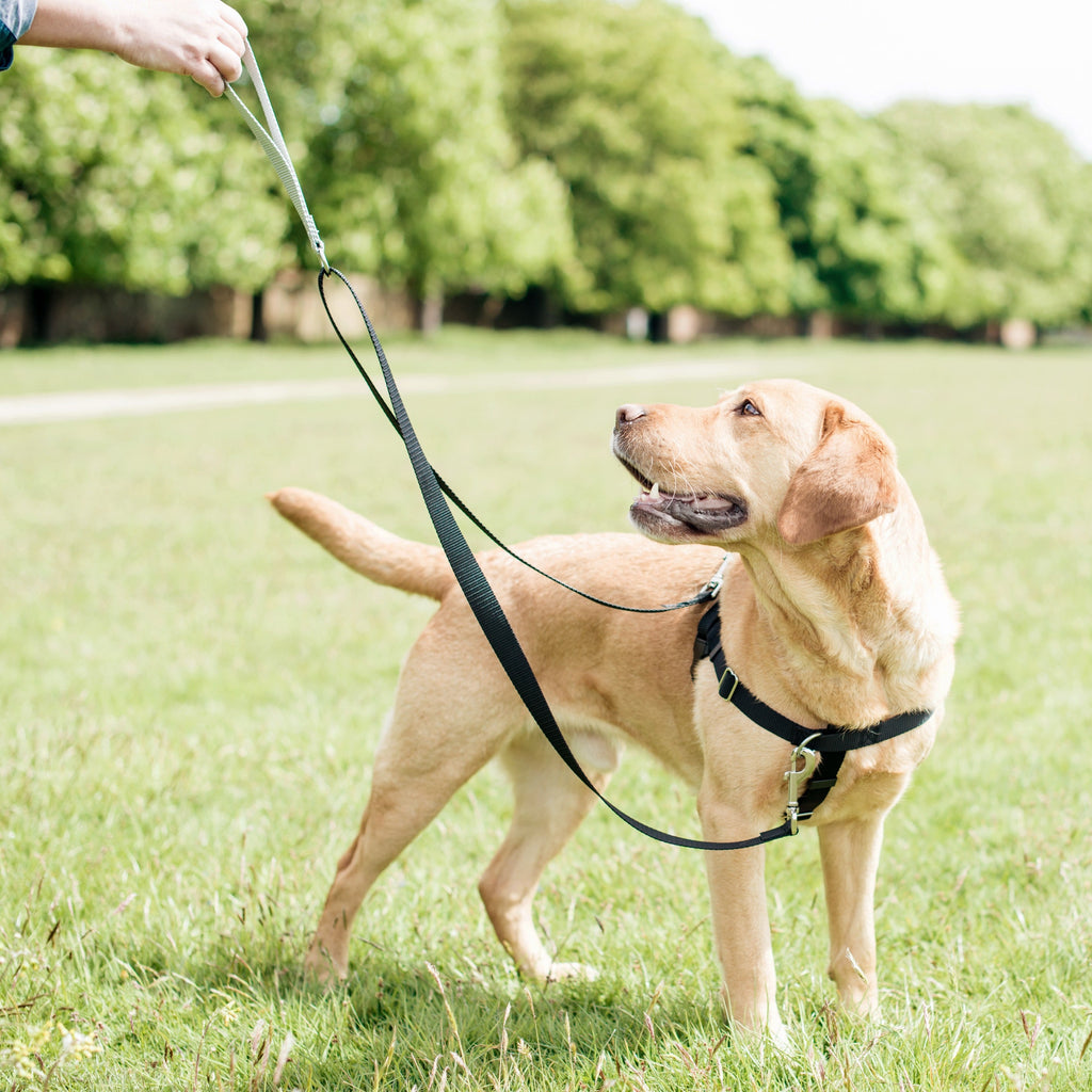 Yellow Labrador on grass in a black Freedom harness, with a leash clipped to the front and back rings