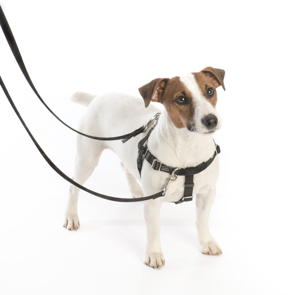 Jack Russell terrier in a black Freedom harness with a leash clipped to both rings