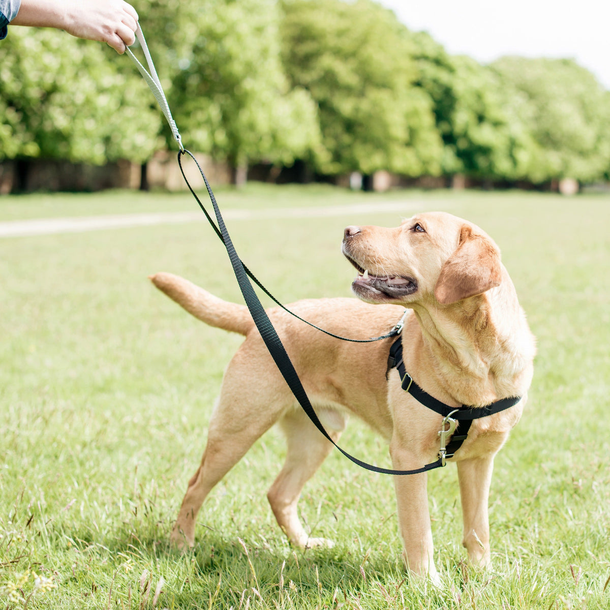 Yellow Labrador on grass in a black Freedom harness, with a leash clipped to the front and back rings