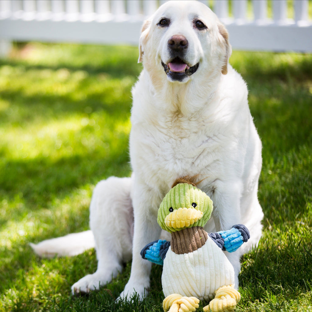 Large white dog sitting on a lawn behind the Dilly Duck Knottie