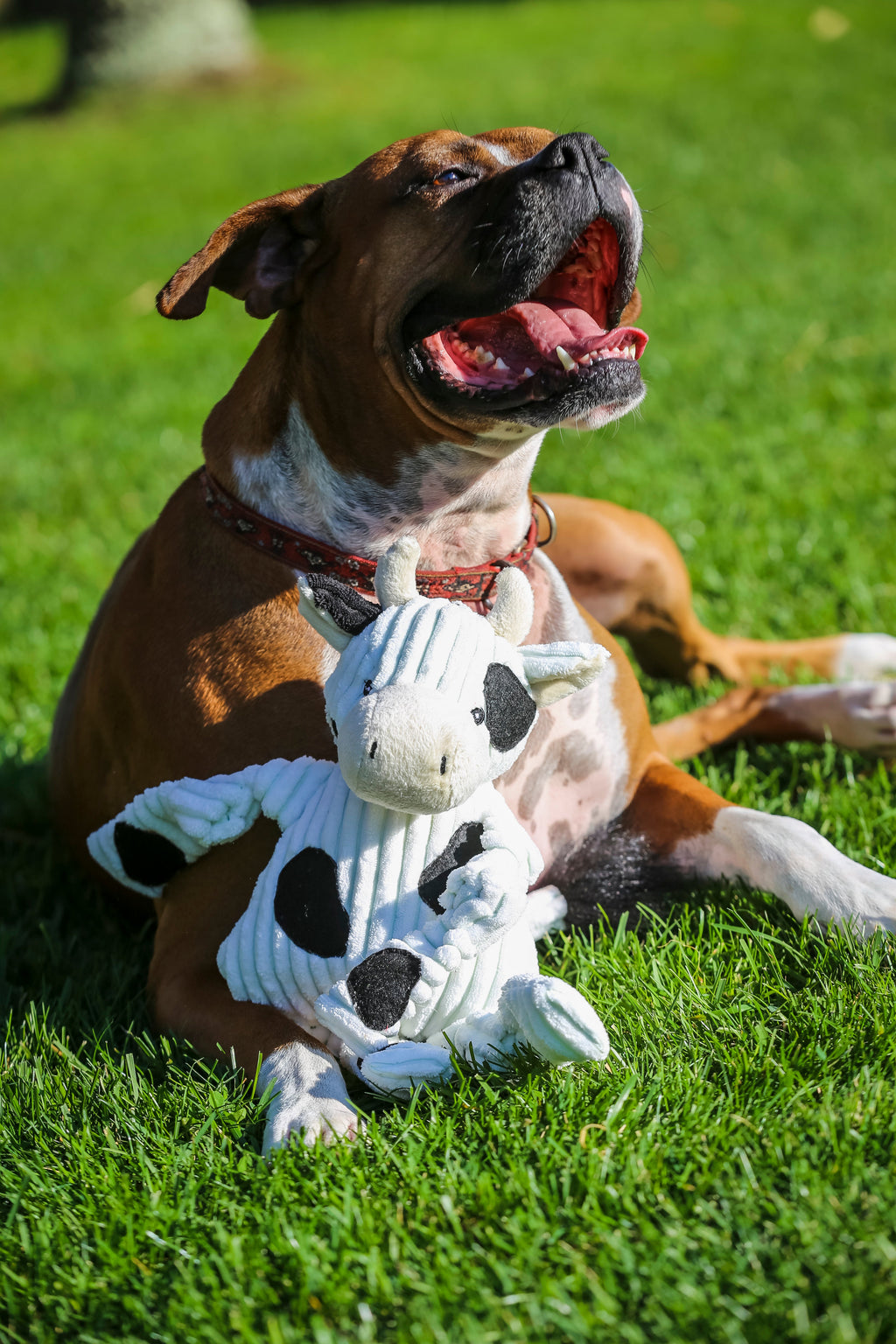Boxer dog lying on grass with the Dottie Cow Knottie between its paws