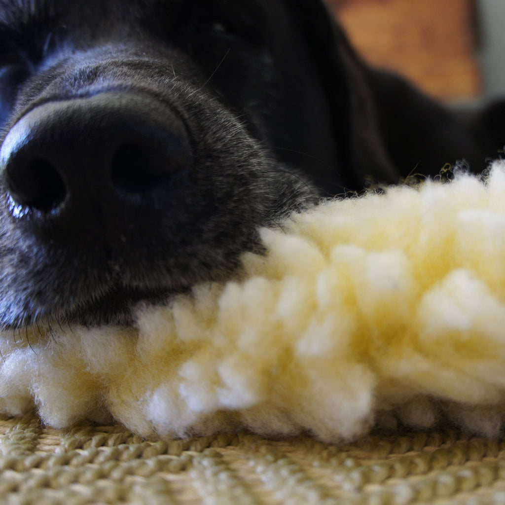 Close-up of a black dog's nose resting on cream fleece