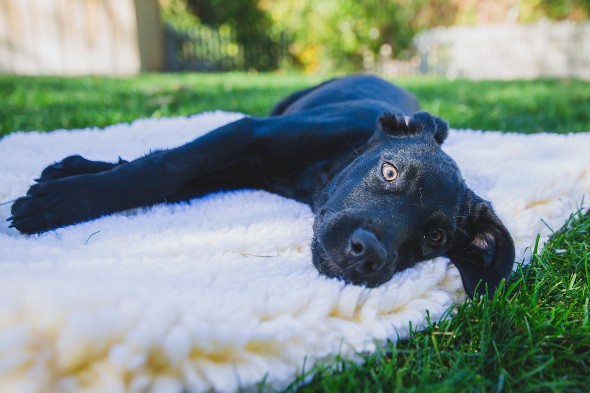 Black dog lying on a white fleece mat on grass