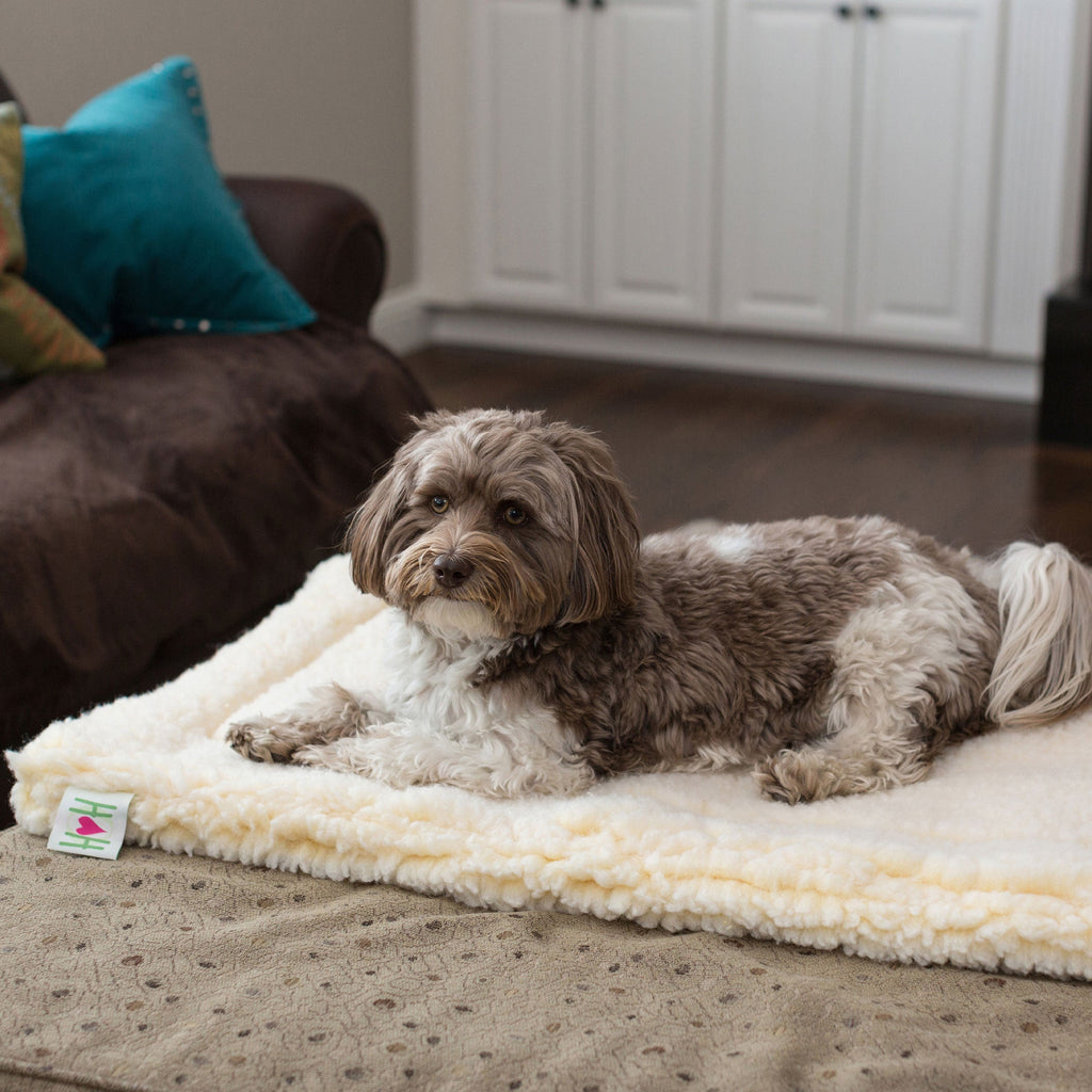 Small shaggy dog resting on a cream fleece mat in a living room