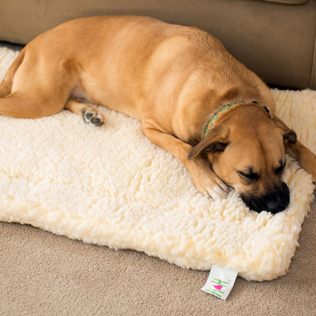 Tan dog asleep on a cream fleece mat