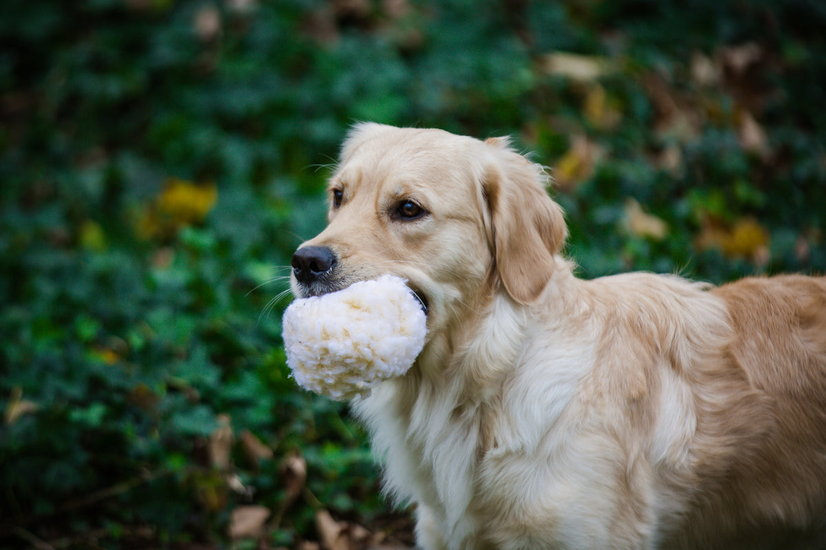 Golden retriever carrying a white fleece ball toy in its mouth outdoors