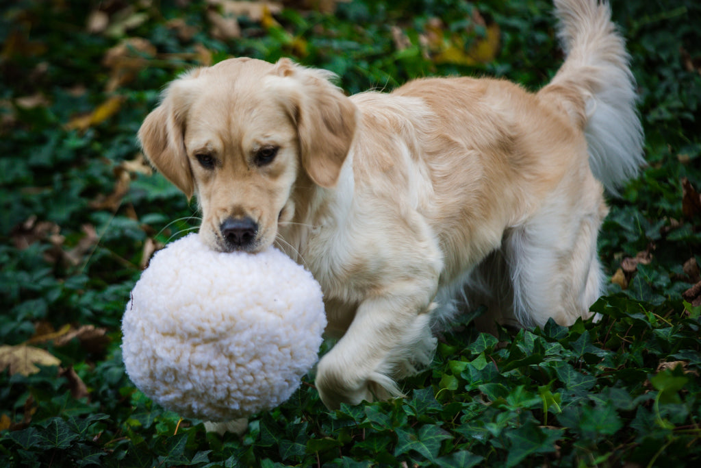 Golden retriever nosing a white fleece ball toy on green ivy