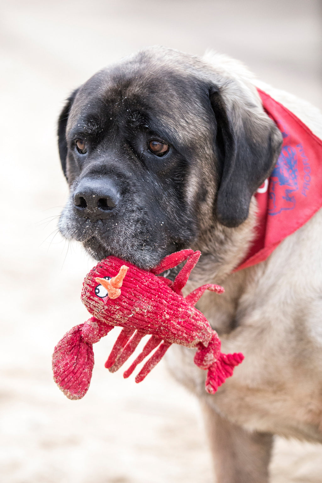 Large mastiff-type dog in a red bandana holding the lobster plush toy in its mouth