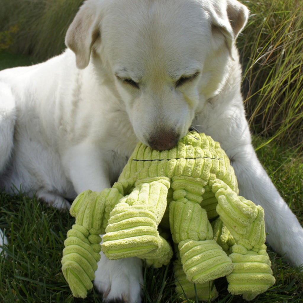 Yellow Labrador lying on grass, holding the lime-green octopus Knottie in its mouth