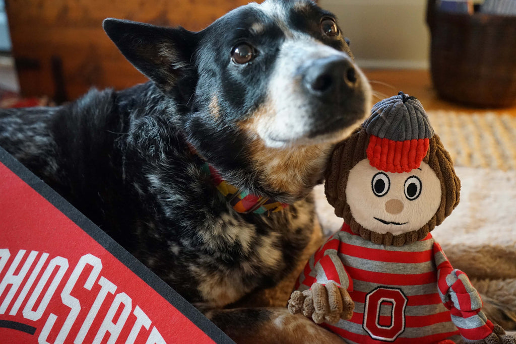 Blue heeler dog lying beside the Brutus the Buckeye Knottie toy