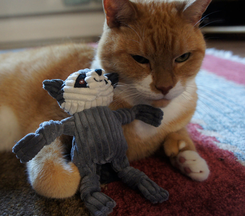 Orange cat lying on a rug, holding a gray corduroy raccoon toy