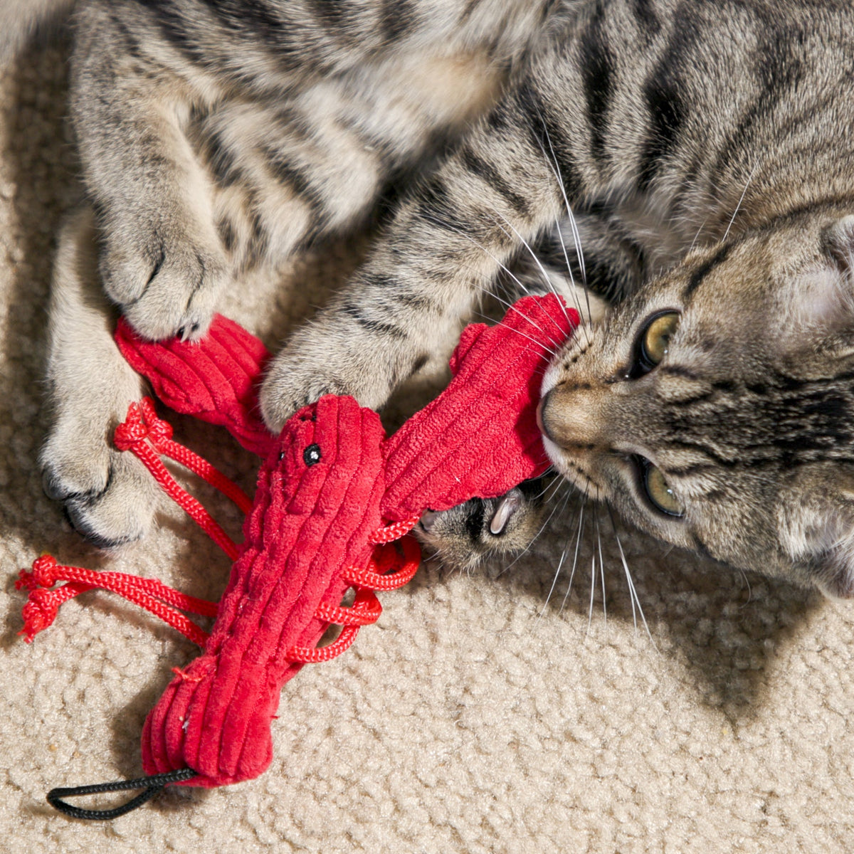 Tabby cat lying on a rug, holding and biting the red lobster cat toy