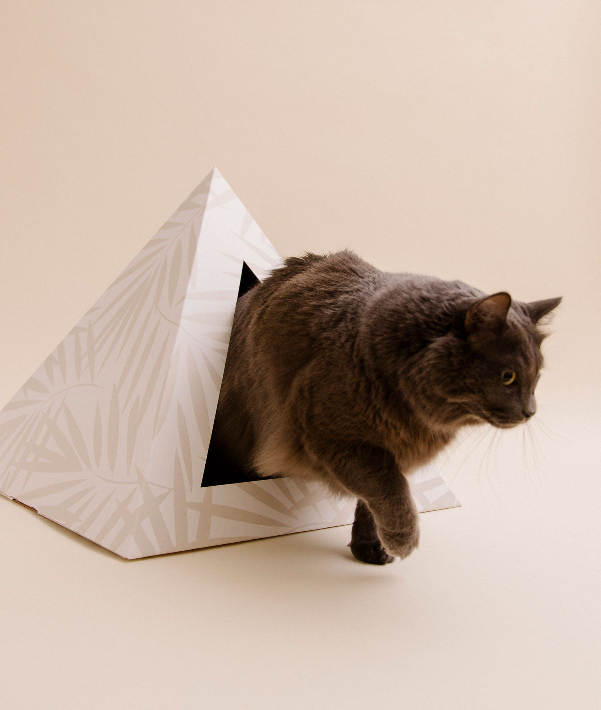 Gray cat stepping out of a cream cardboard cat pyramid with a pale palm-leaf print