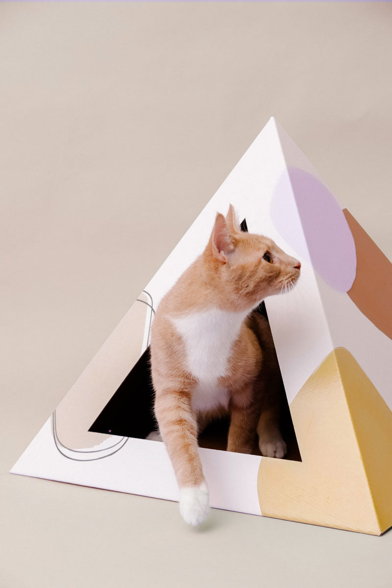 Orange and white cat stepping out of a cardboard cat pyramid printed with lilac, terracotta and mustard shapes