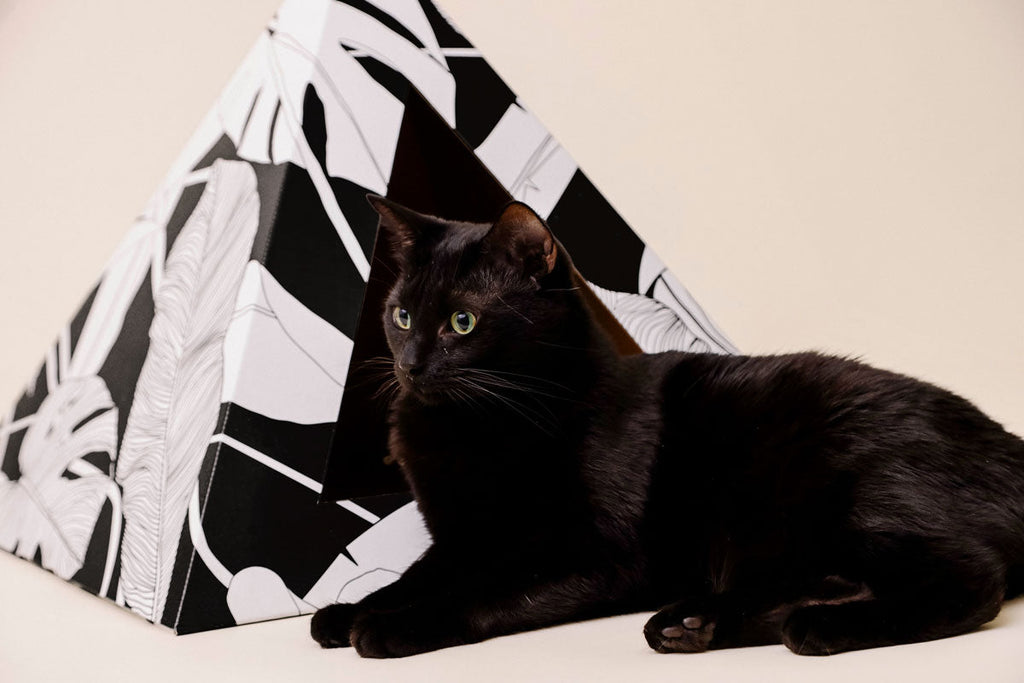 Black cat lying in front of a black and white palm-leaf cardboard cat pyramid