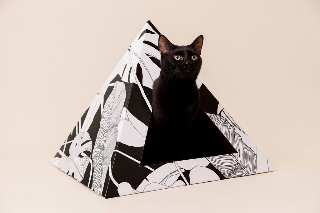 Black cat sitting inside a black and white palm-leaf cardboard cat pyramid