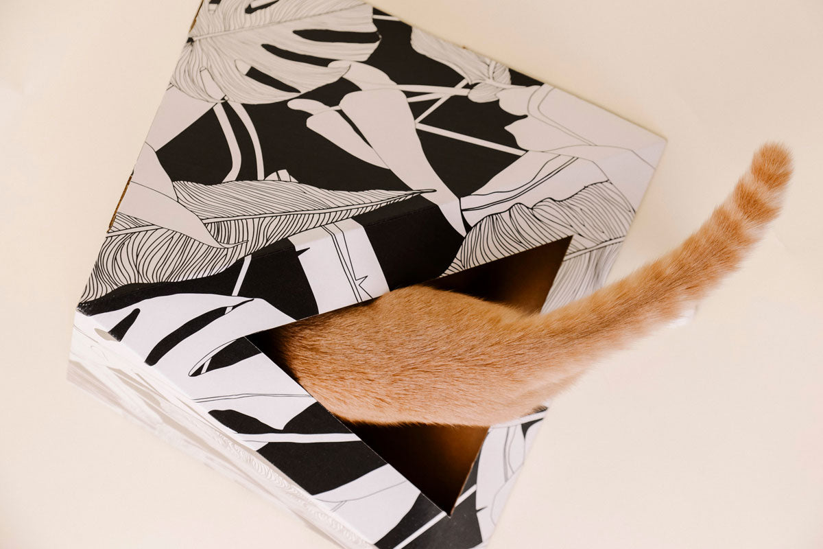 Orange cat's tail sticking out of a palm-leaf cardboard cat pyramid, seen from above