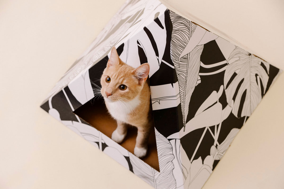 Orange kitten looking out from a palm-leaf cardboard cat pyramid, seen from above