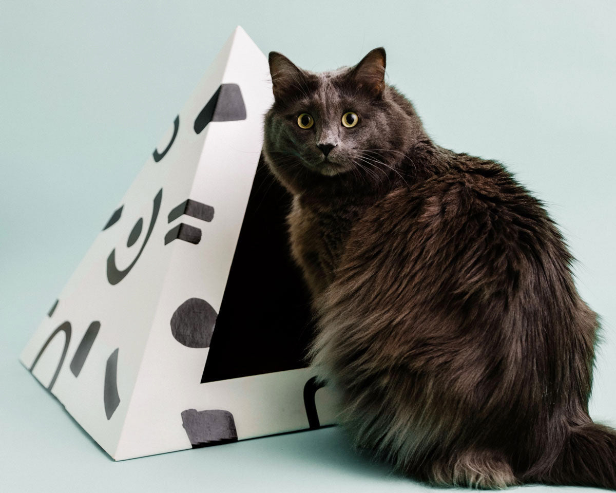 Gray cat sitting beside a white cardboard cat pyramid with black doodle shapes