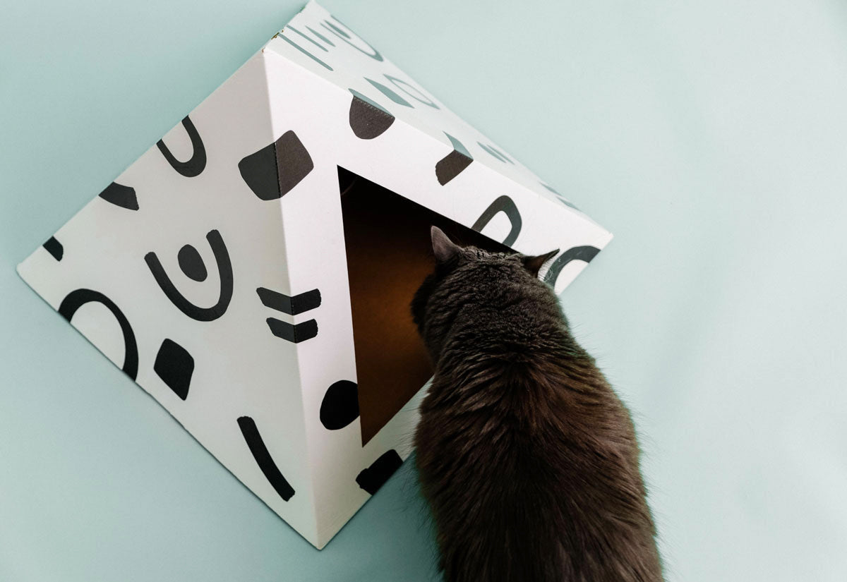 Cat poking its head into the doorway of a doodle-pattern cardboard pyramid