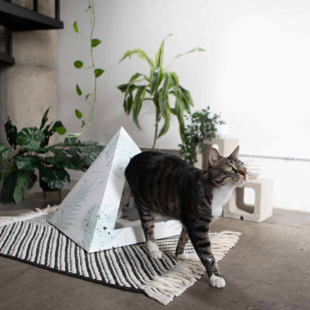 Oasis Cardboard Cat Pyramid | Bean & Paw