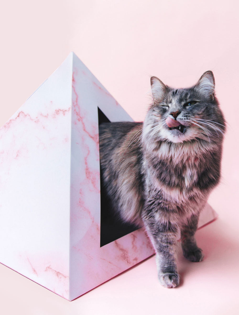 Fluffy gray tabby cat stepping out of a pink marble-print cardboard pyramid
