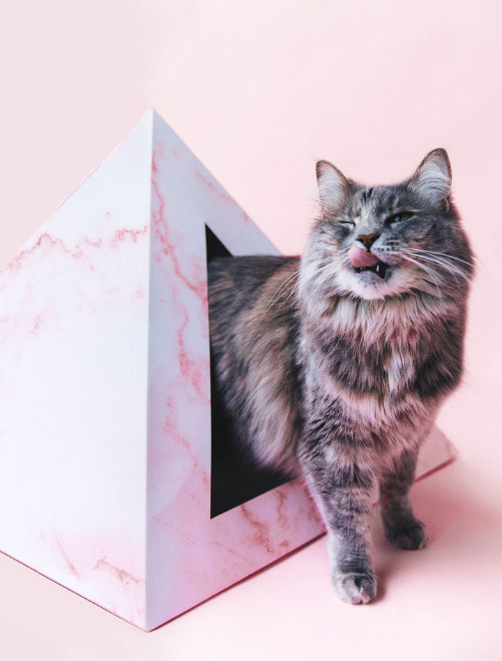 Fluffy gray tabby cat stepping out of a pink marble-print cardboard pyramid