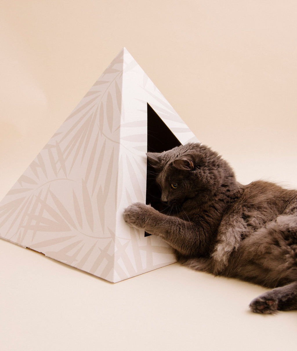 Gray cat lying beside a palm-print cardboard cat pyramid, reaching inside