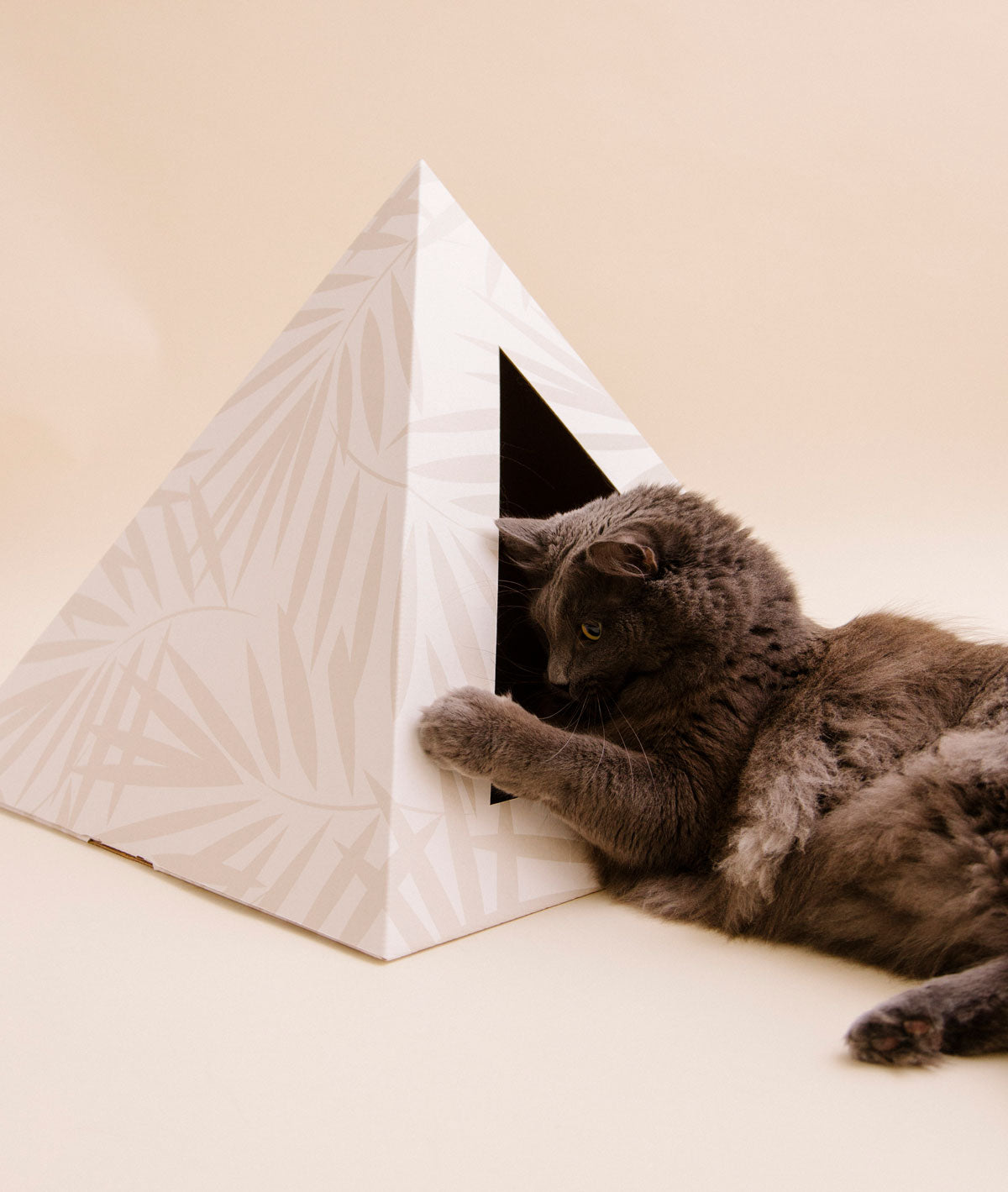 Gray cat lying beside a palm-print cardboard cat pyramid, reaching inside