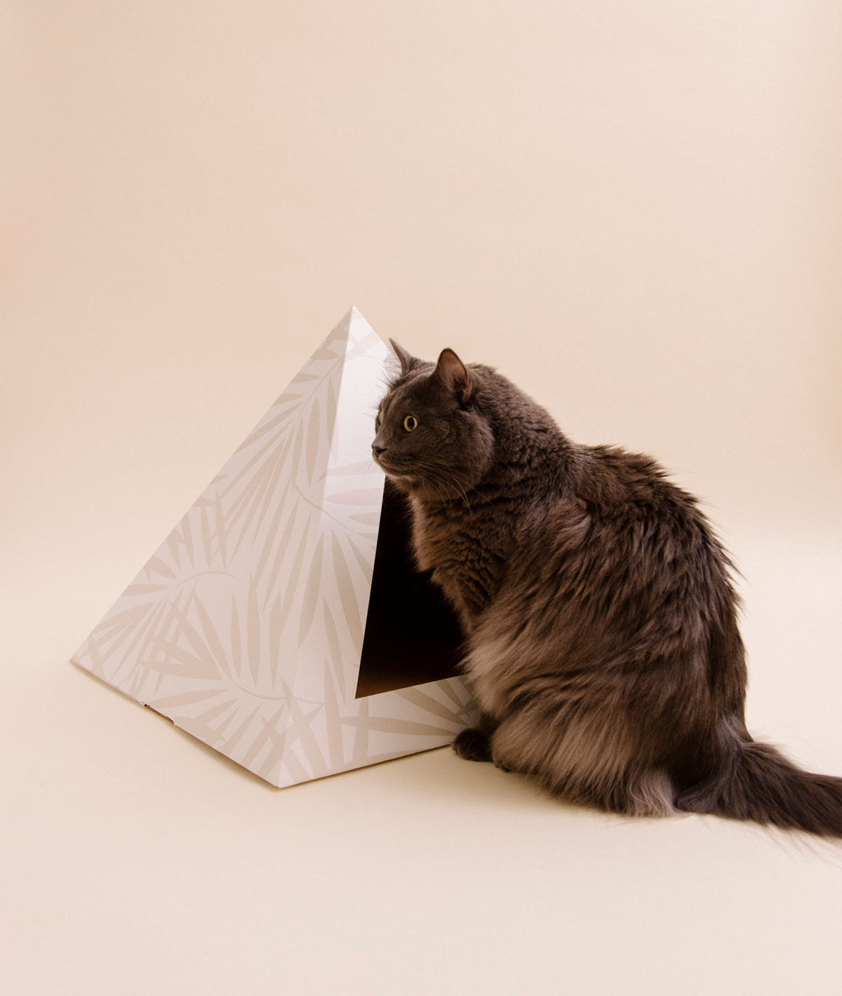 Gray cat sitting at the doorway of a palm-print cardboard cat pyramid