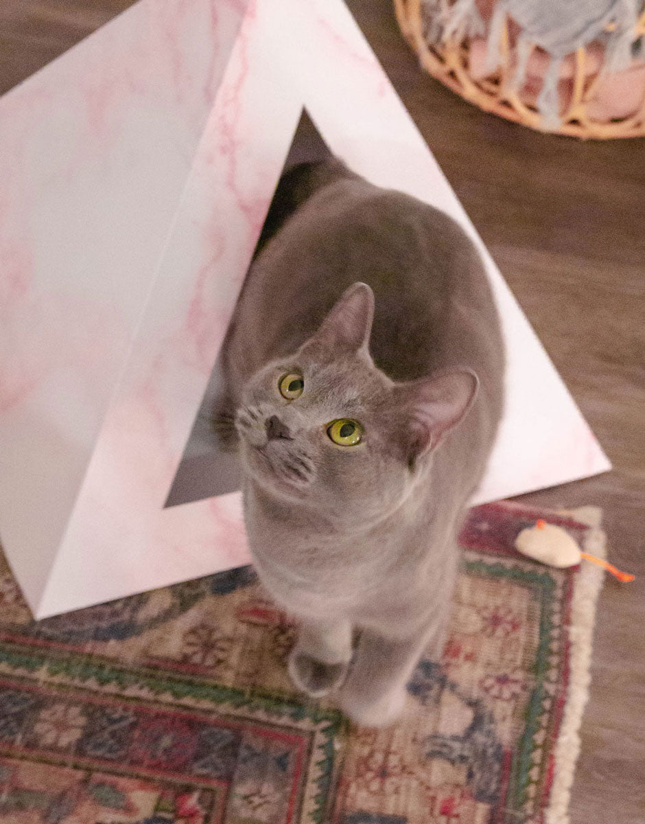 Gray cat looking up in front of a pink marble-print cardboard pyramid on a rug