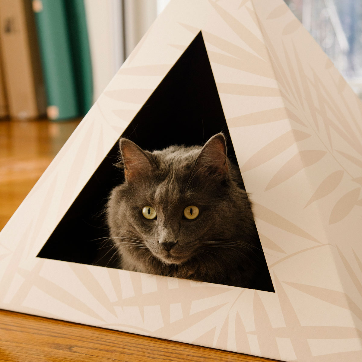 Gray cat looking out from the doorway of a palm-print cardboard cat pyramid
