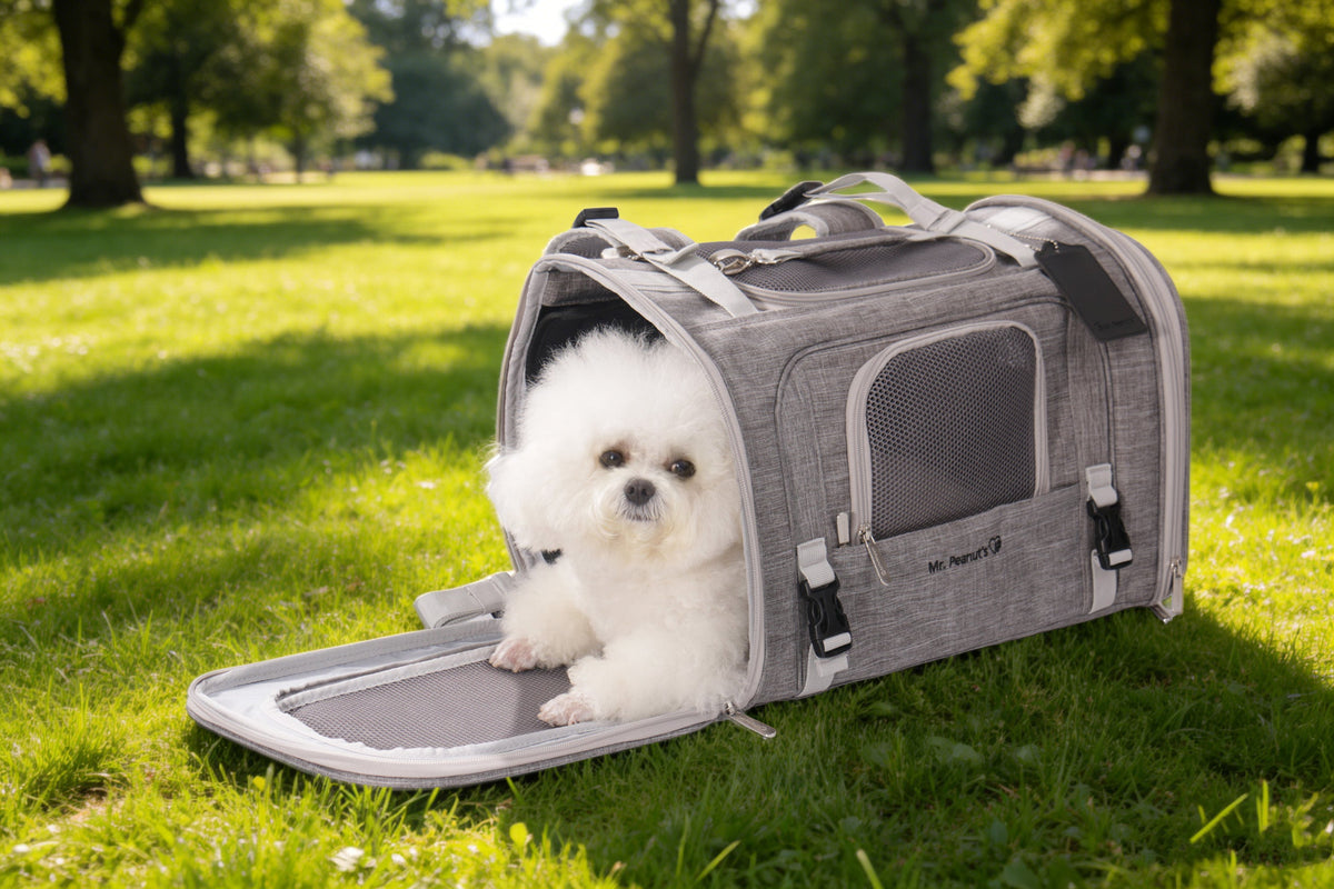 Small white dog looking out of the open end of the gray Monterey carrier on the grass in a park