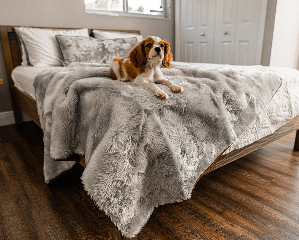 Cavalier King Charles spaniel resting on a grey short fur throw covering a bed