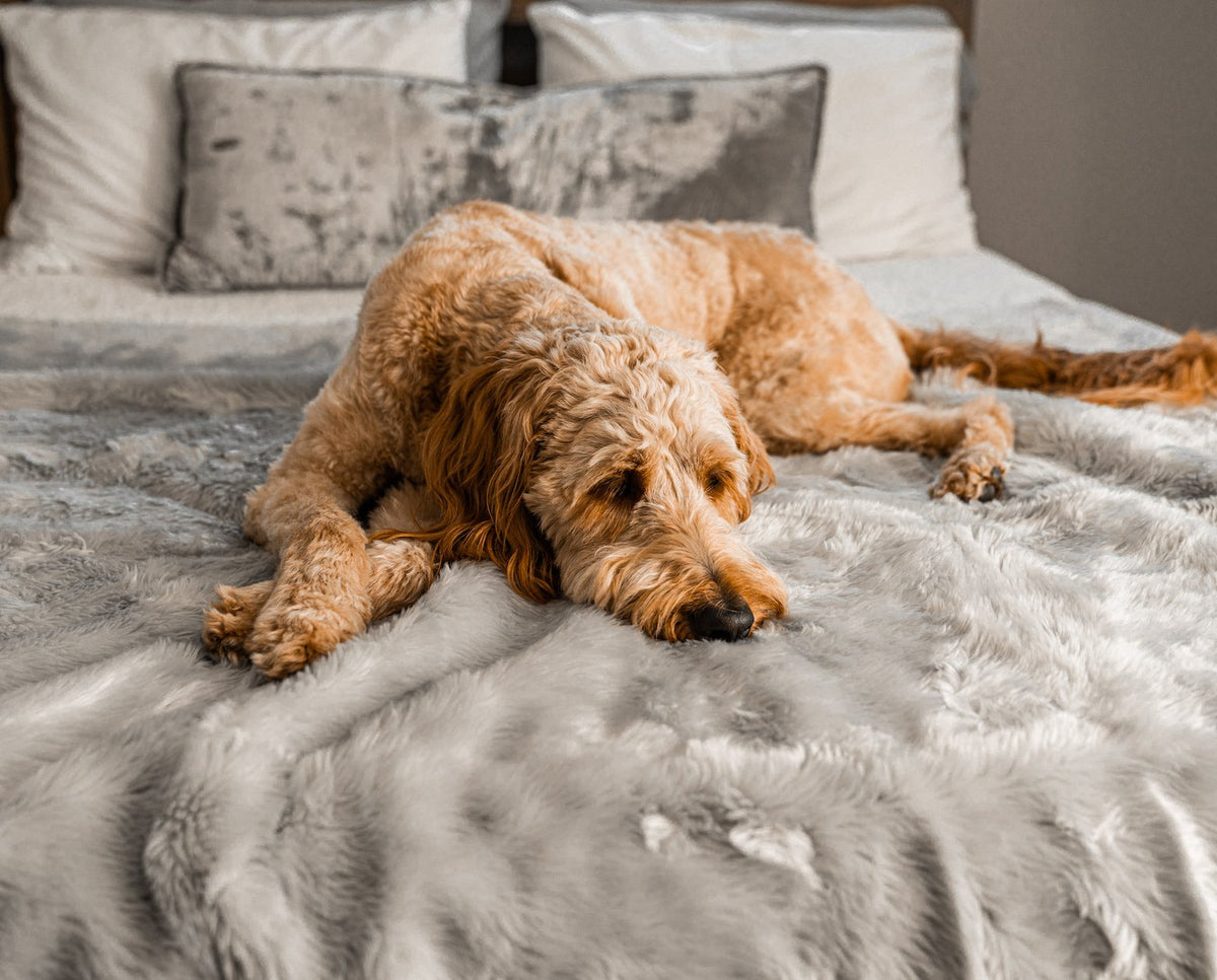 Close-up of a golden doodle resting on a grey short faux fur throw on a bed