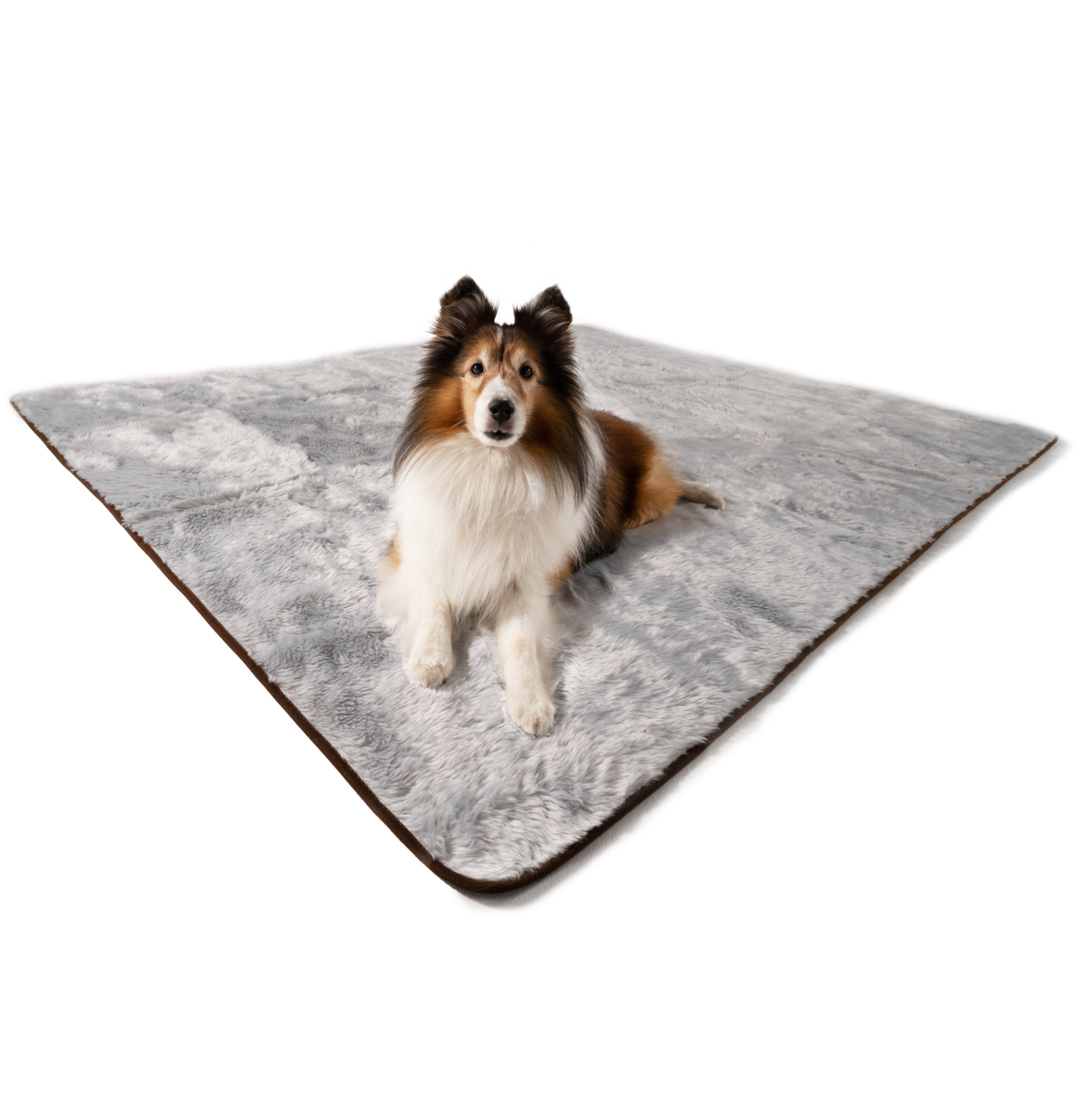 Collie sitting on a grey short faux fur throw blanket spread flat on a white background