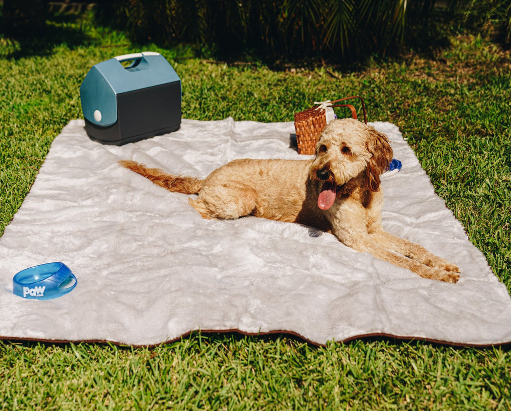 Golden doodle lying on a grey short fur throw spread on the grass next to a cooler