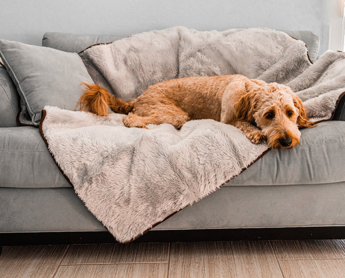 Golden doodle stretched out on a grey short fur throw on a sofa