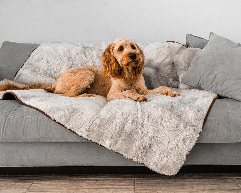 Golden doodle lying on a grey short fur throw draped over a gray sofa