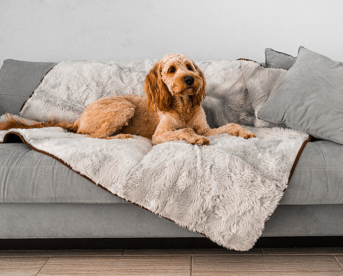 Golden doodle lying on a grey short fur throw draped over a gray sofa