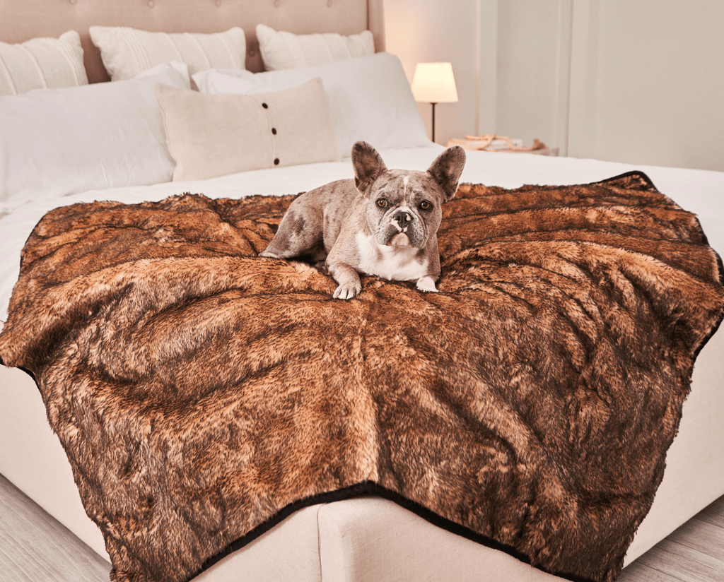 French bulldog lying on a sable tan short fur throw covering a bed