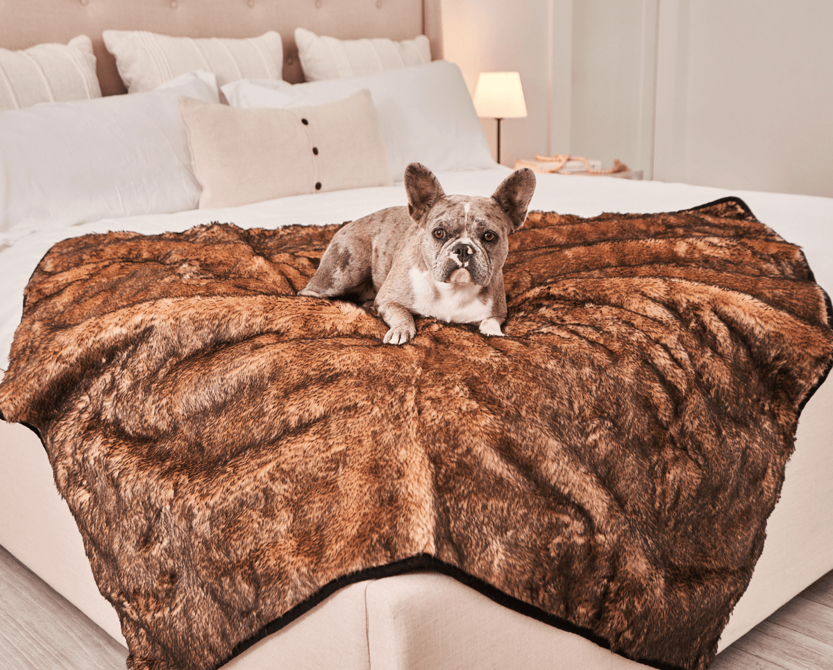 French bulldog lying on a sable tan short fur throw covering a bed