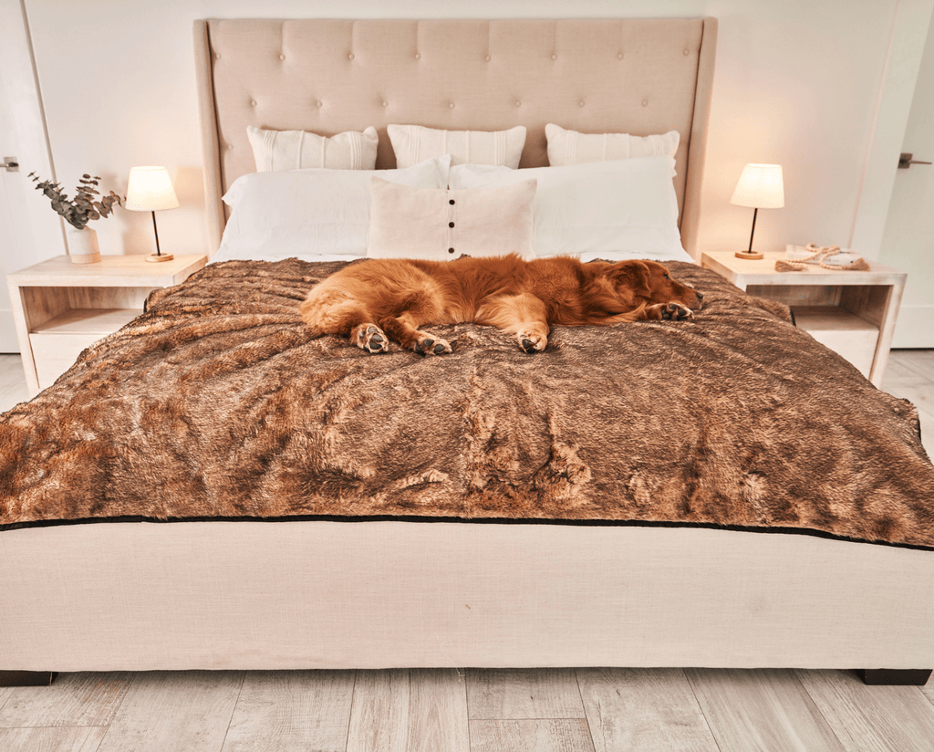 Golden retriever lying across a bed covered with a sable tan short fur throw