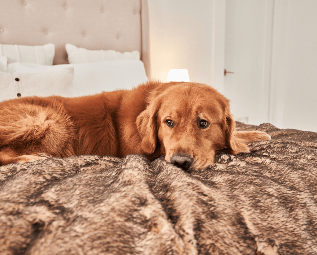 Close-up of a golden retriever resting on a sable tan short faux fur throw