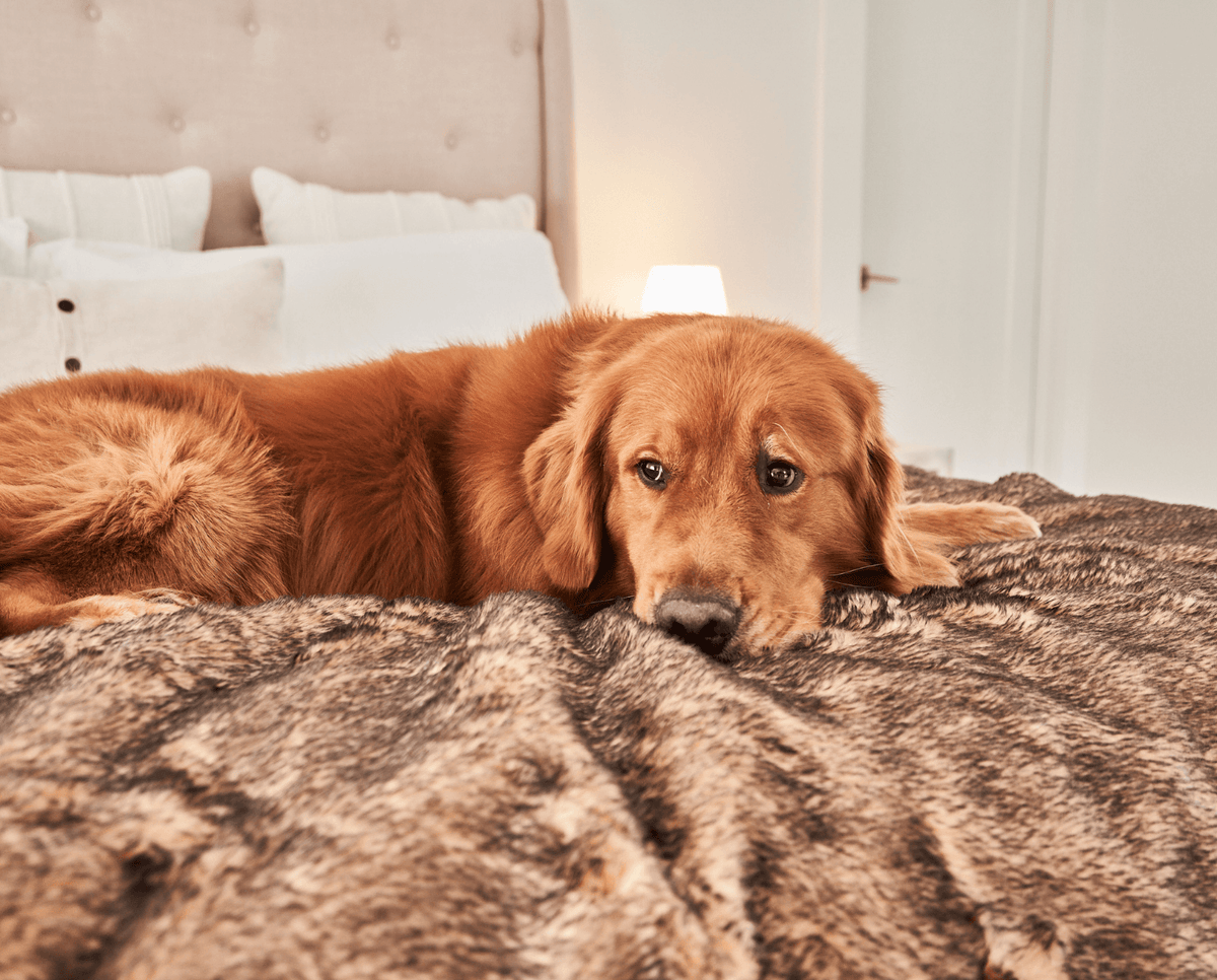 Close-up of a golden retriever resting on a sable tan short faux fur throw
