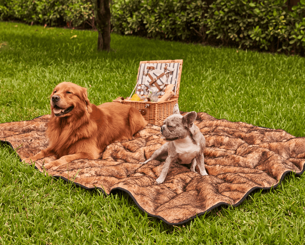 Golden retriever and French bulldog on a sable tan throw spread on the grass by a picnic basket