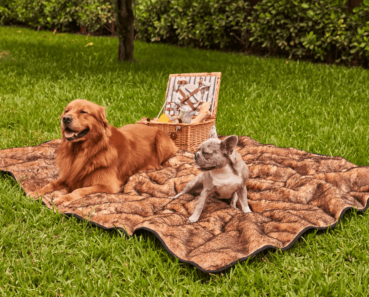 Golden retriever and French bulldog on a sable tan throw spread on the grass by a picnic basket