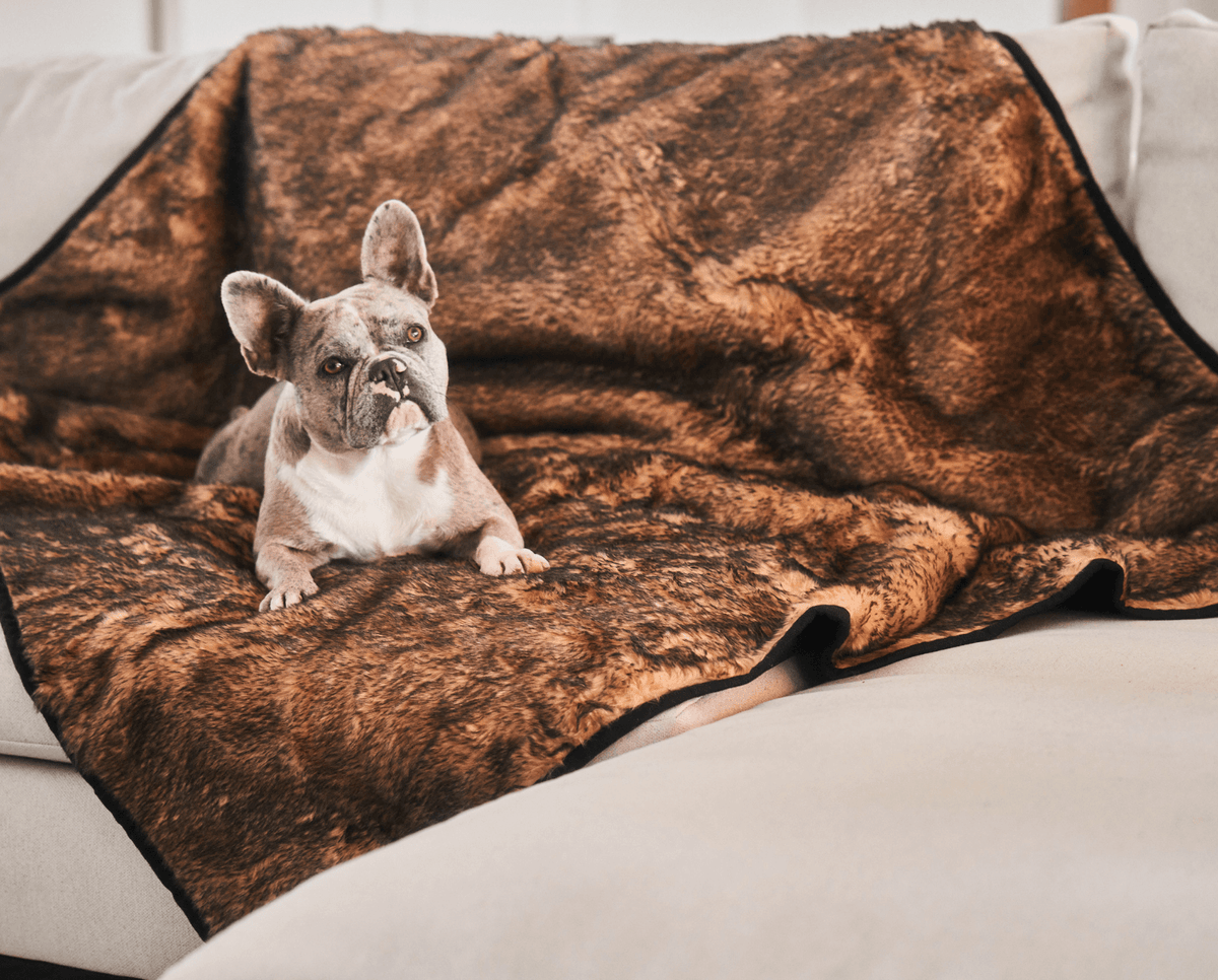 French bulldog sitting on a sable tan faux fur throw spread over a sofa