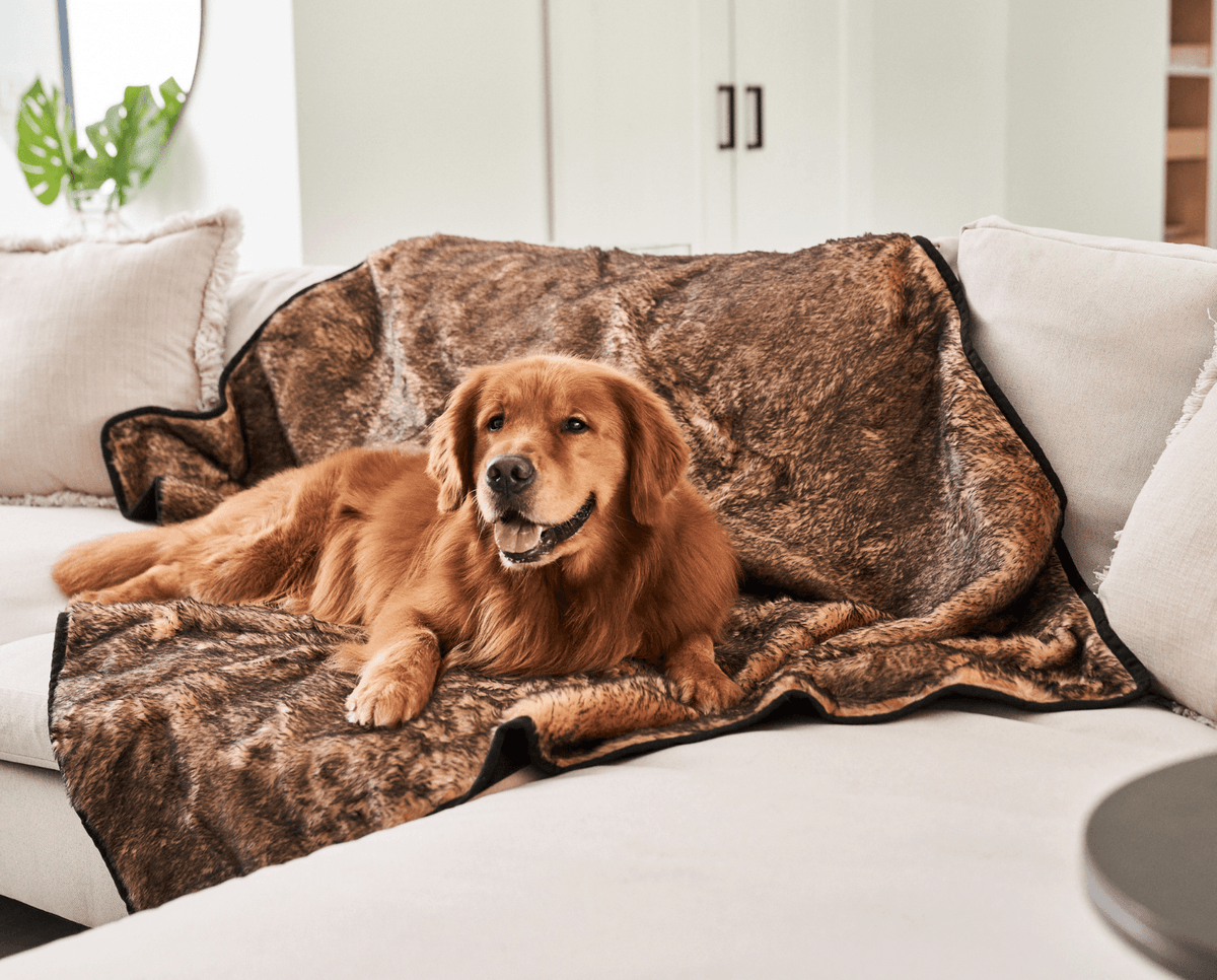 Golden retriever lying on a sable tan short fur throw covering a white sofa